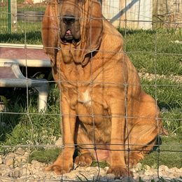 Gia - Bloodhound