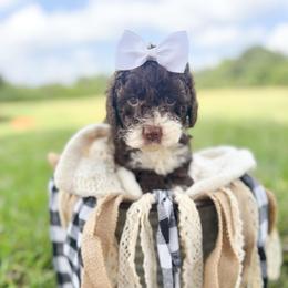 Dawn - Chocolate female Australian Labradoodle puppy in Anderson, South Carolina from Brinkerhoff Doodle Farm