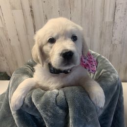 Golden Retriever Puppies from Mother of Pearl English Creams