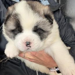 Boy 3 - White male Akita puppy in South Carolina from Sierra Mountain Akitas