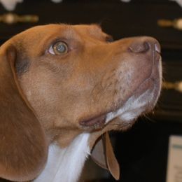Mocha - Beagle