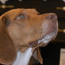 Mocha - Beagle