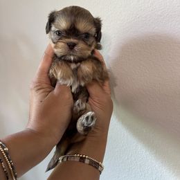 Athena - Liver and white female Shih Tzu puppy in Gulf Breeze, Florida from Garry's Shih Tzus