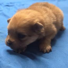 Chocolate sable merle - Chocolate sable female Pomeranian puppy in Hazleton, Indiana from Hyneman's Haven Poms