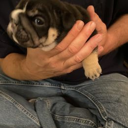 Bulldog Puppies from Sharon Hensley