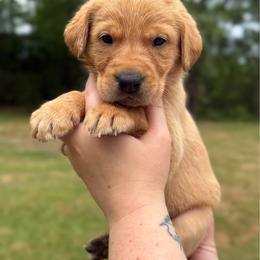 Leprechaun - Yellow male Labrador Retriever puppy in Water Valley, Mississippi from Three Lakes Labs & WHDs