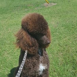 Poodles from Donata's Poodles