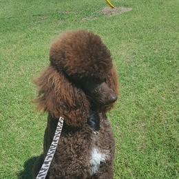 Poodles from Donata's Poodles