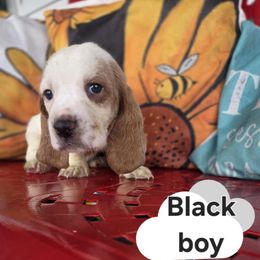 Boy - Mahogany and white male Basset Hound puppy in Dutton, Alabama from Synbella's Charming Basset's