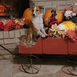 Skippy - Sable and white male Shetland Sheepdog puppy in Altha, Florida from Hill Top Shelties