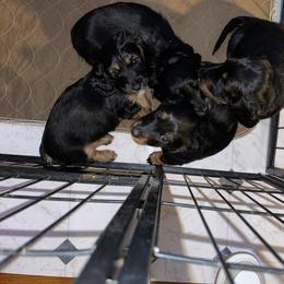 Cavalier King Charles Spaniel and Dachshund Puppies from Cavalier Companions CO.