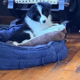 Hero - Black male Border Collie puppy in Shell Knob, Missouri from Stoneridge Kennel