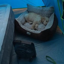 Double Doodle and Goldendoodle Puppies from Badgerland Goldendoodles