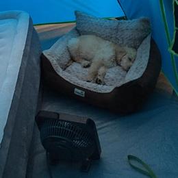 Double Doodle and Goldendoodle Puppies from Badgerland Goldendoodles