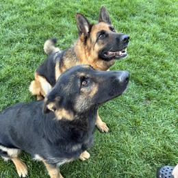 German Shepherds from D.S. Canine