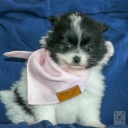 Janey-Akc - Black parti female Pomeranian puppy in Bremen, Indiana from AMS Pomeranians and Pomskies in Indiana
