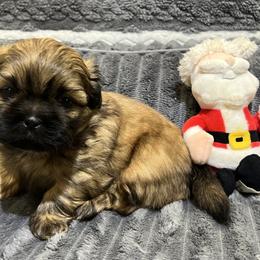 Shih Tzu Puppies from Hilltop Shih Tzus