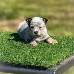 Grey collar - Blue speckled female Australian Cattle Dog puppy in Spokane, Washington from 4D Cattle Dogs