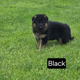 Black Collar - Black and red male German Shepherd puppy in Sumner, Iowa from Vom Wilke Kennels