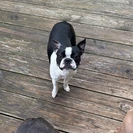 Boston Terrier puppies from Bill's Baby Bostons