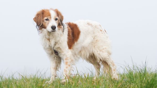 Find Nederlandse Kooikerhondje puppies for sale