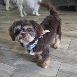 Willie - Chocolate and tan male Shih Tzu puppy in Molino, Florida from 1st Passion Shih Tzus