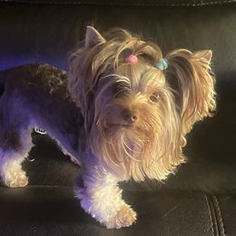KoKo - Yorkshire Terrier