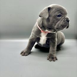 Celine - Brindle female French Bulldog puppy in Raleigh, North Carolina from DREYCs Frenchies