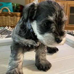Miniature Schnauzers from Hill Country Schnauzers