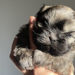 Chewbacca - Liver Shih Tzu puppy in California from Eunice's Shih Tzu