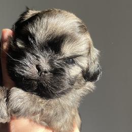 Chewbacca - Liver Shih Tzu puppy in California from Eunice's Shih Tzu