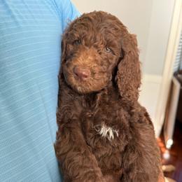 Blue - Chocolate male Labradoodle puppy in Chula Vista, California from Coastal Cocoa Labradoodle