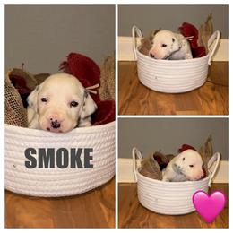 Smoke - White and black female Dalmatian puppy in Des Moines, Iowa from Spot Splattered Dalmatians