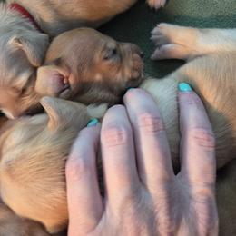 Dachshund Puppies from Rebeka Davy