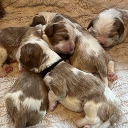 Cavalier King Charles Spaniel Puppies from Colorado Cavaliers