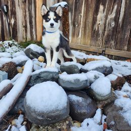 Pomsky Puppies from Arctic Tails