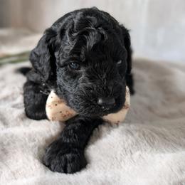 John Snow - Black male Goldendoodle puppy in Rockledge, Florida from Bellady's Shihpoos