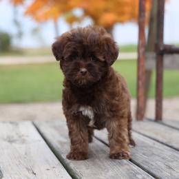 Barak - Brown male Whoodle puppy in West Bend, Iowa from Blue Skies Terriers