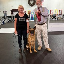 Brie - German Shepherd