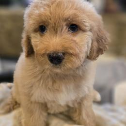 Princess Daisy - Apricot female Goldendoodle puppy in Tucson, Arizona from Adored Poodle & Doodles