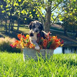 Salem - Blue merle female Aussiedoodle puppy in Taylor, Missouri from Pawsitively Doodles