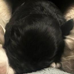 Purple - Black and white female Cocker Spaniel puppy in Hayward, California from Villa Coco