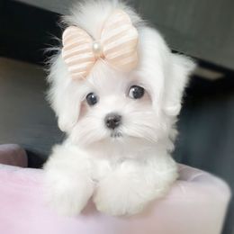 Anora - White female Maltese puppy in Vinton, Louisiana from Dreams & Love Maltese