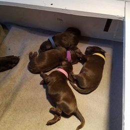 German Shorthaired Pointer and Labrador Retriever Puppies from Kevin Eskam