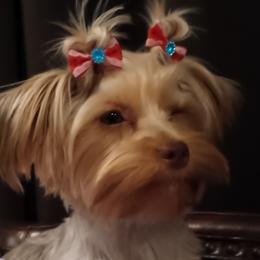 Fancy - Yorkshire Terrier