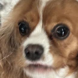 Bella - Cavalier King Charles Spaniel