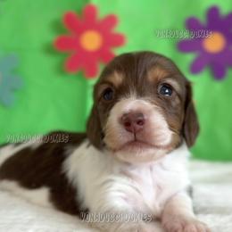 Scooby-Doo - Piebald male Dachshund puppy in Chandler, Arizona from Vonaducci Doxies, LLC.