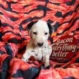 Omelette- Yellow - White and black female Dalmatian puppy in Claremore, Oklahoma from Lotsofdots Dalmatians