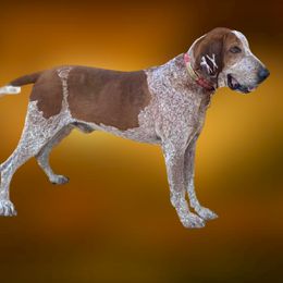 American English Coonhounds, Bluetick Coonhounds, and Redbone Coonhounds from Wetapo Creek Kennel