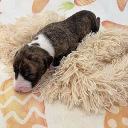 Eclipse - White and fawn brindle male Whippet puppy in Fort Myers, Florida from Rainbow Whippets